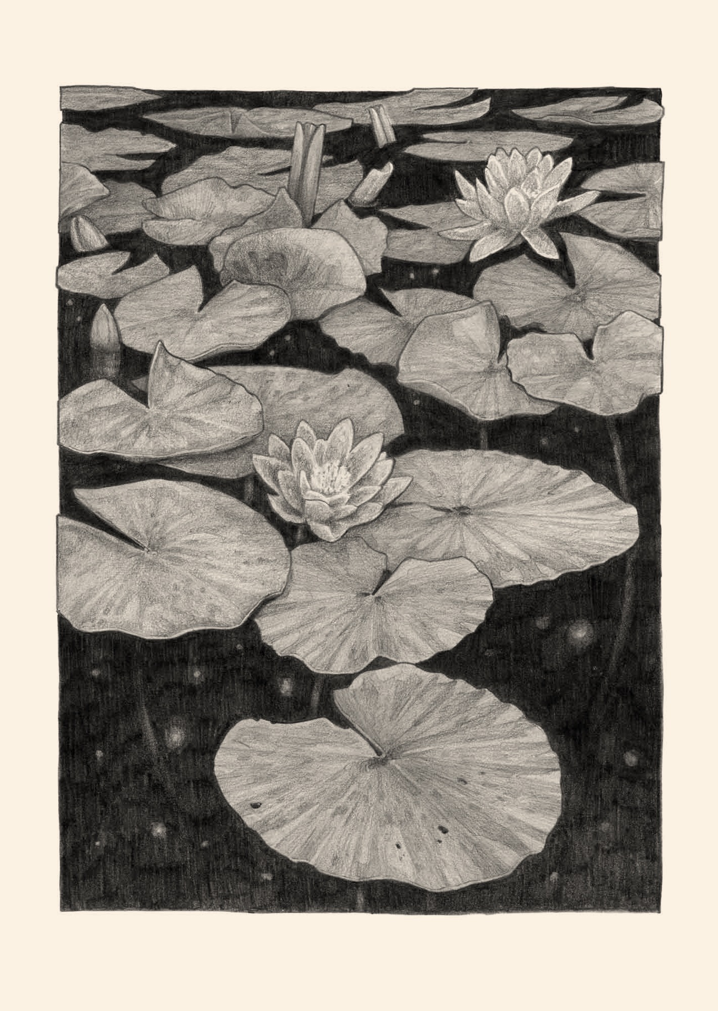 Water lily