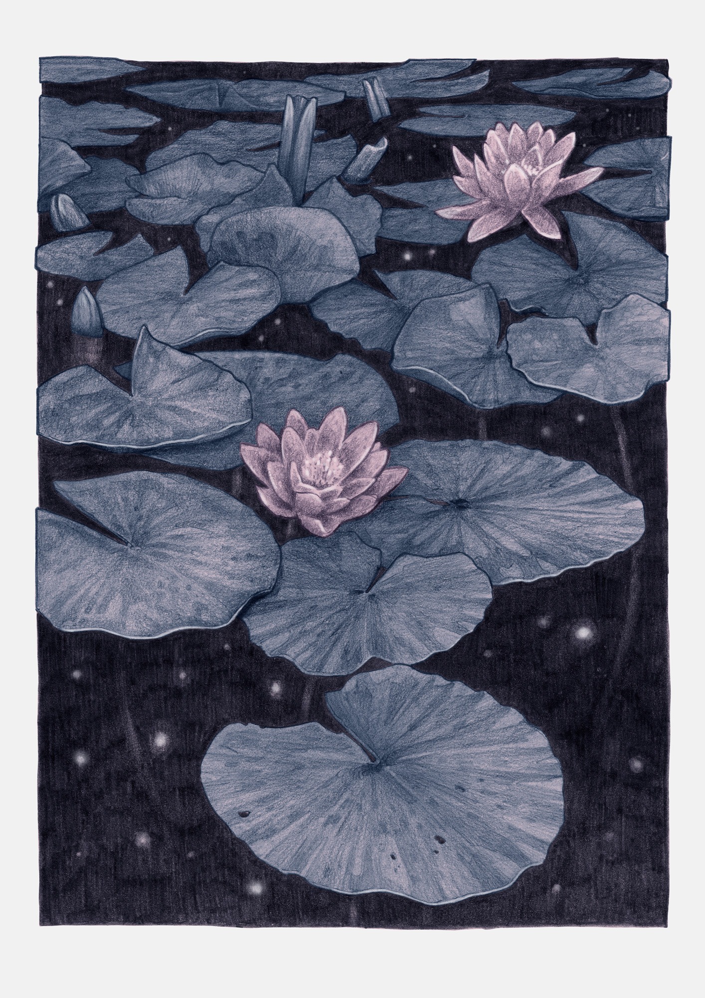 Water Lily